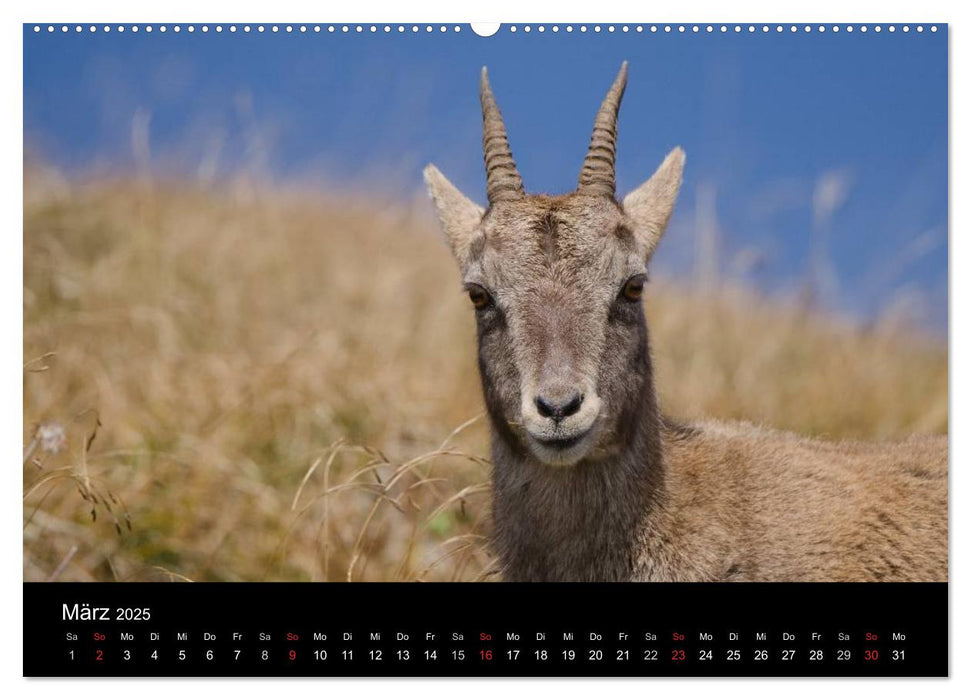 Steinwild in den Schweizer Voralpen (CALVENDO Premium Wandkalender 2025)