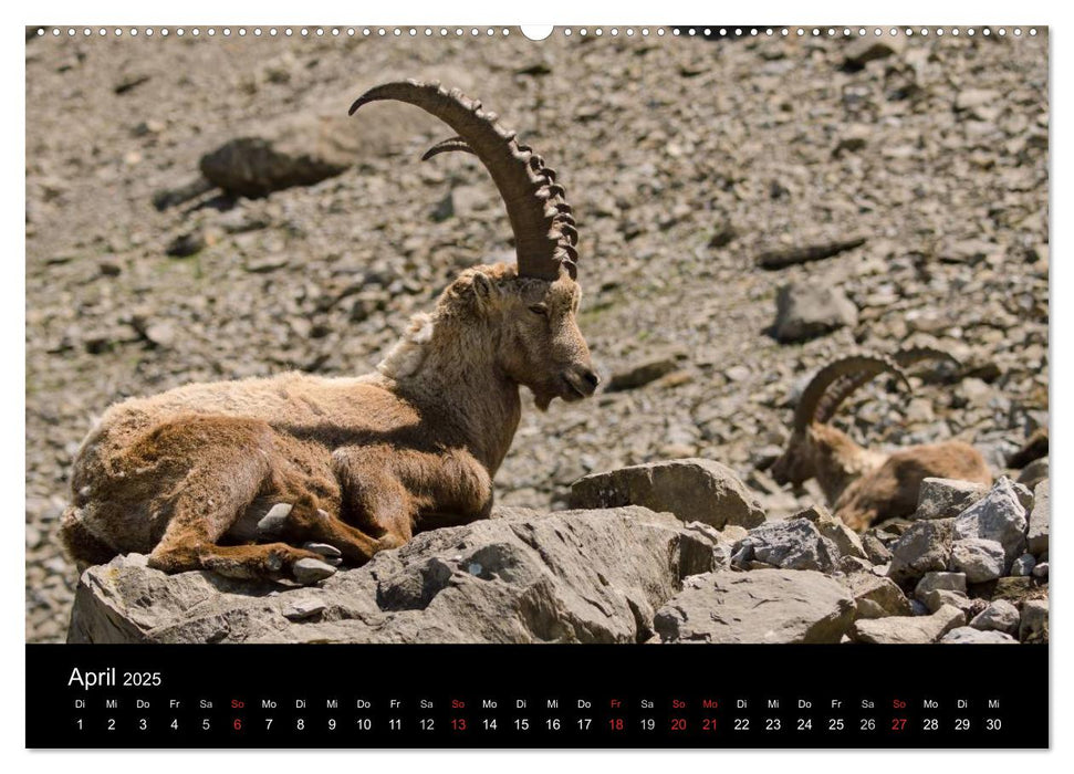 Steinwild in den Schweizer Voralpen (CALVENDO Premium Wandkalender 2025)