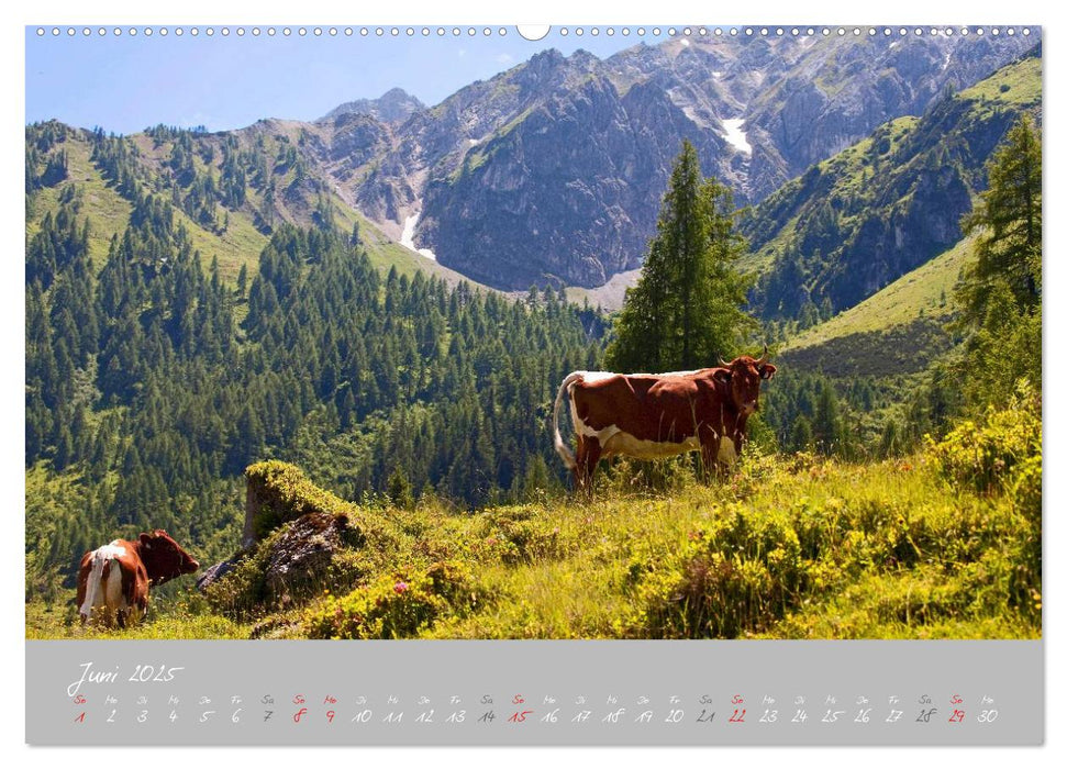 Friedliche Kühe (CALVENDO Premium Wandkalender 2025)