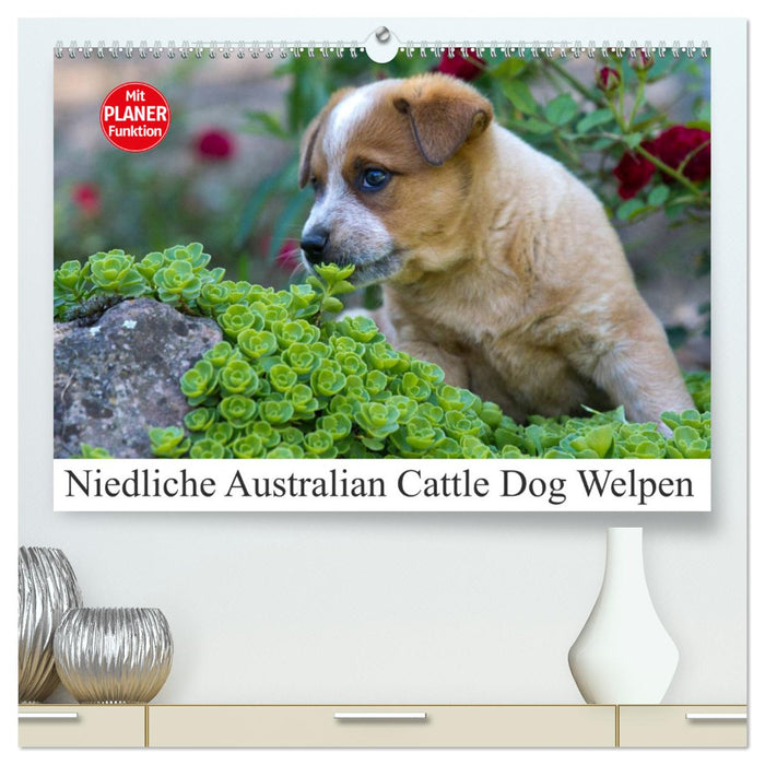 Niedliche Australian Cattle Dog Welpen (CALVENDO Premium Wandkalender 2025)