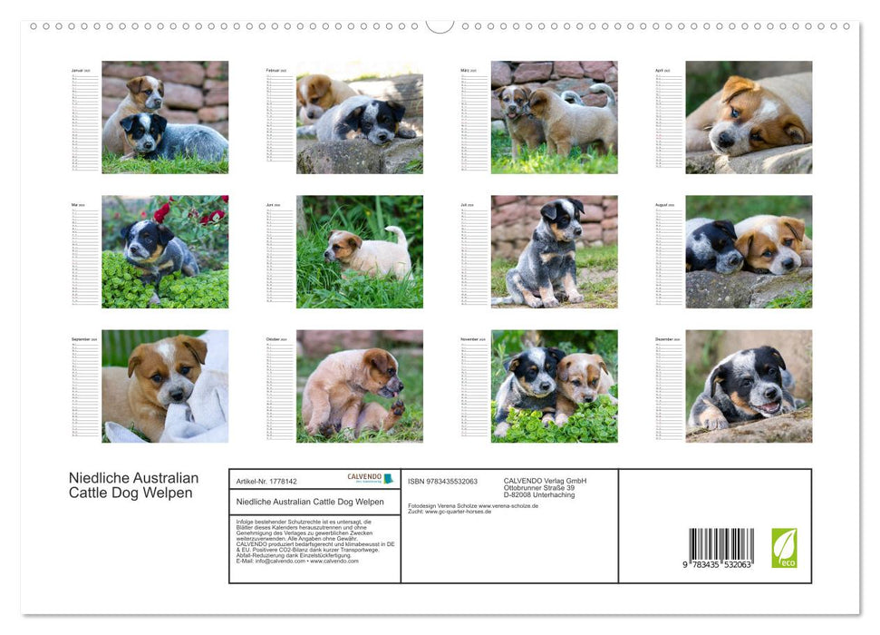 Niedliche Australian Cattle Dog Welpen (CALVENDO Premium Wandkalender 2025)