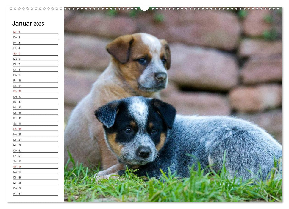 Niedliche Australian Cattle Dog Welpen (CALVENDO Premium Wandkalender 2025)