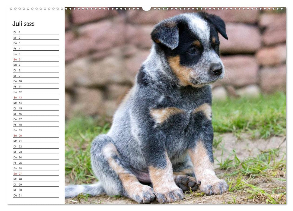 Niedliche Australian Cattle Dog Welpen (CALVENDO Premium Wandkalender 2025)