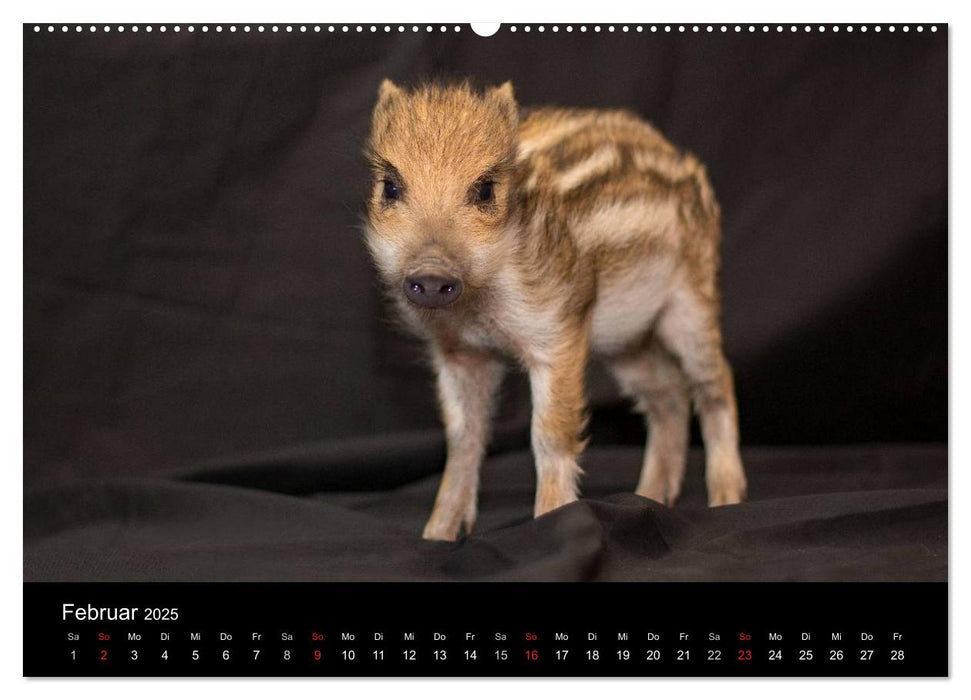 Kleine Schweinereien (CALVENDO Premium Wandkalender 2025)