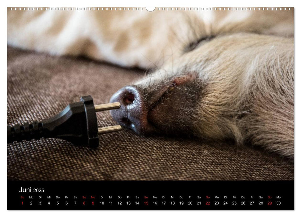 Kleine Schweinereien (CALVENDO Premium Wandkalender 2025)