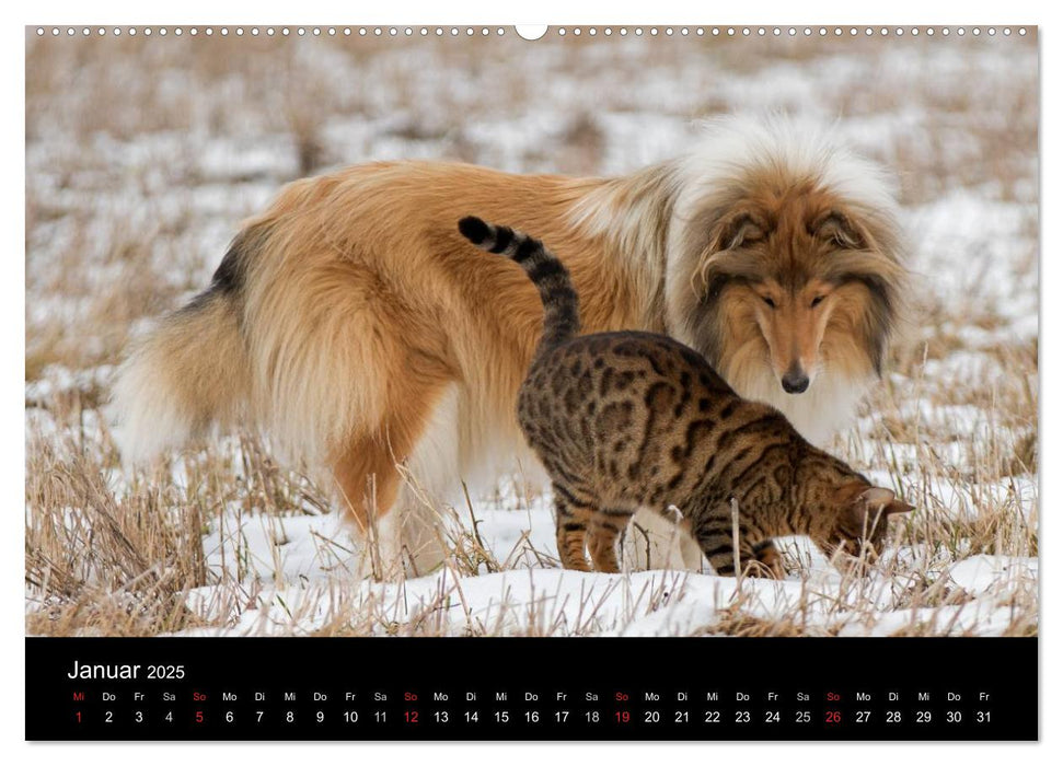 Ziva und ihre Freunde (CALVENDO Premium Wandkalender 2025)