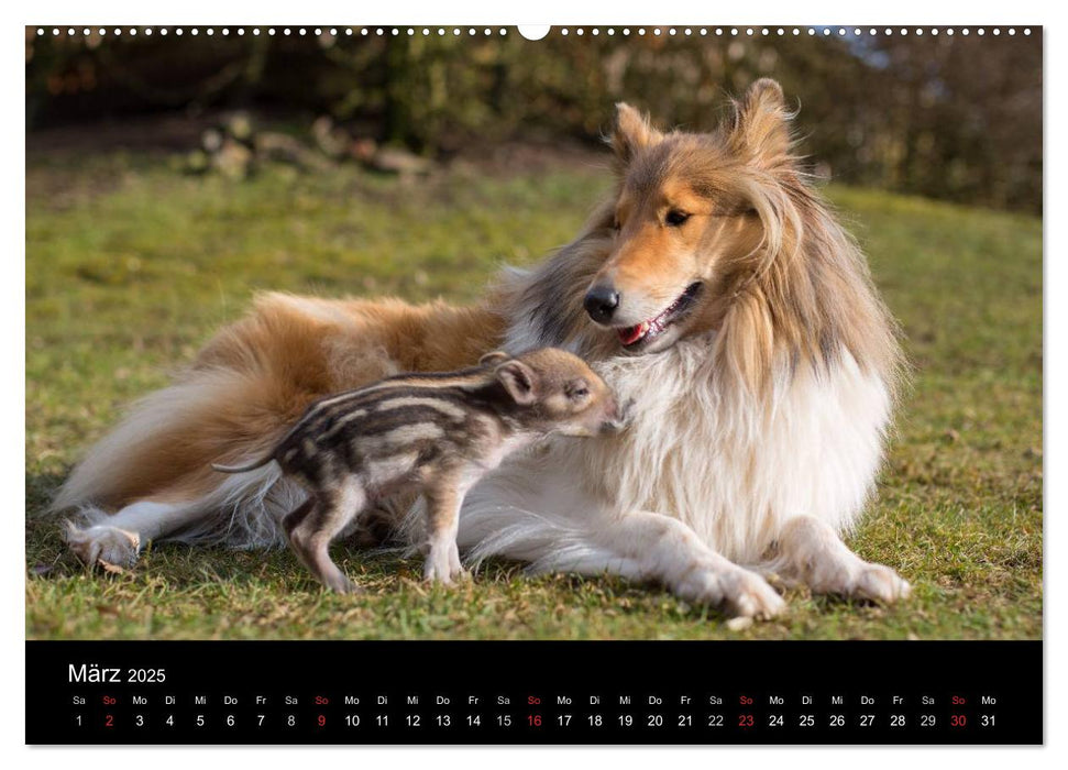 Ziva und ihre Freunde (CALVENDO Premium Wandkalender 2025)