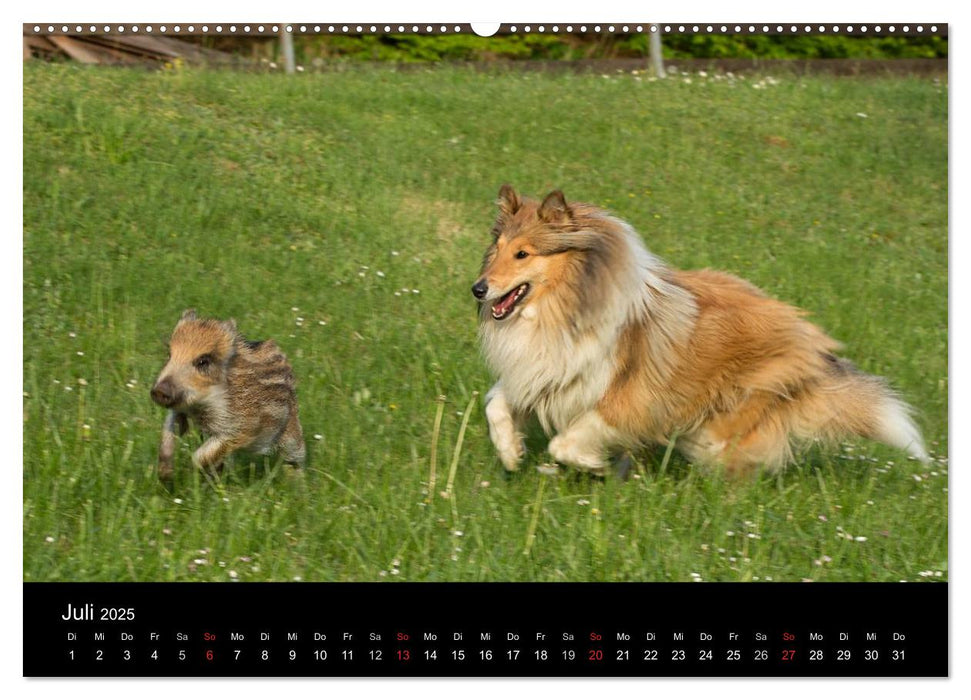 Ziva und ihre Freunde (CALVENDO Premium Wandkalender 2025)