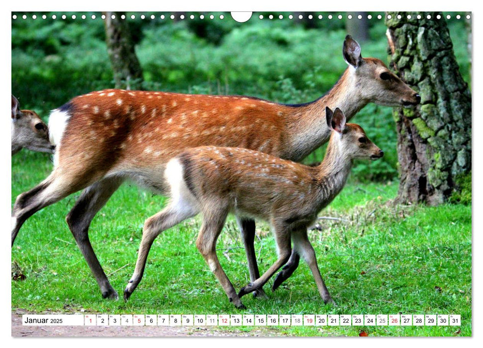 Der Damhirsch - Der Schaufelträger des Waldes (CALVENDO Wandkalender 2025)