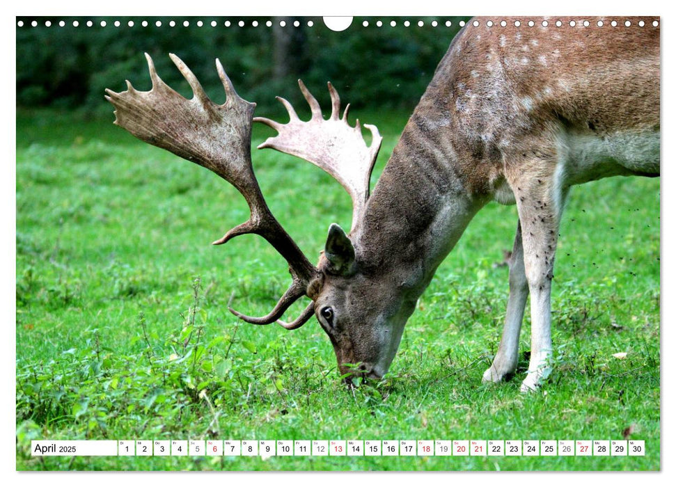 Der Damhirsch - Der Schaufelträger des Waldes (CALVENDO Wandkalender 2025)