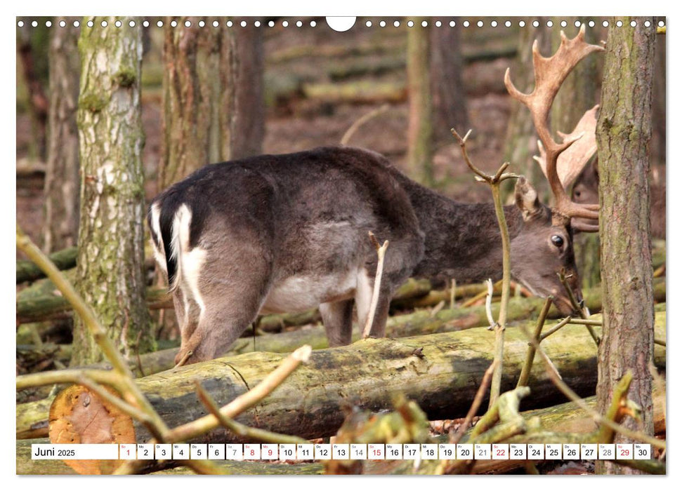 Der Damhirsch - Der Schaufelträger des Waldes (CALVENDO Wandkalender 2025)