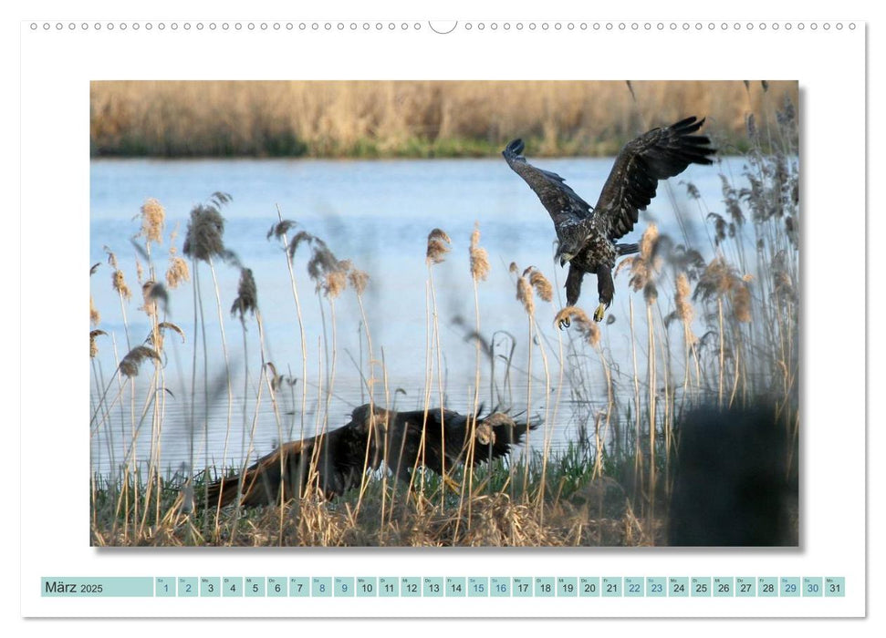 Augenblicke im Müritz Nationalpark (CALVENDO Wandkalender 2025)