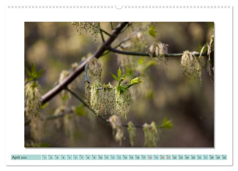 Augenblicke im Müritz Nationalpark (CALVENDO Wandkalender 2025)