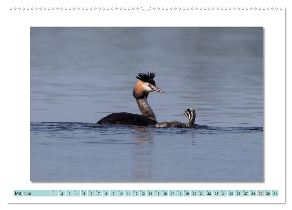 Augenblicke im Müritz Nationalpark (CALVENDO Wandkalender 2025)