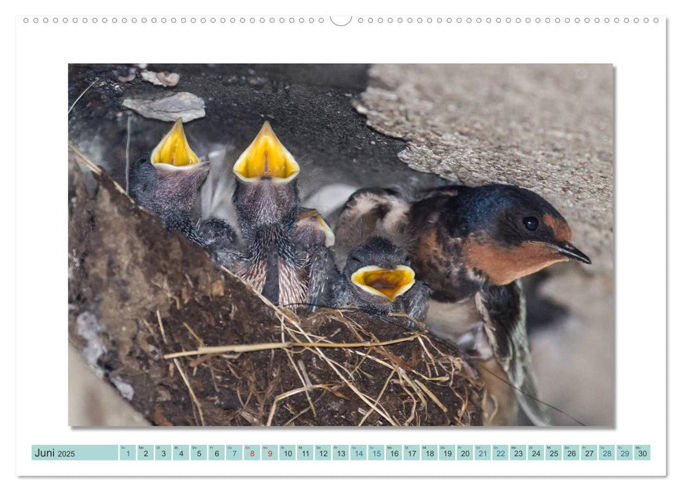 Augenblicke im Müritz Nationalpark (CALVENDO Wandkalender 2025)