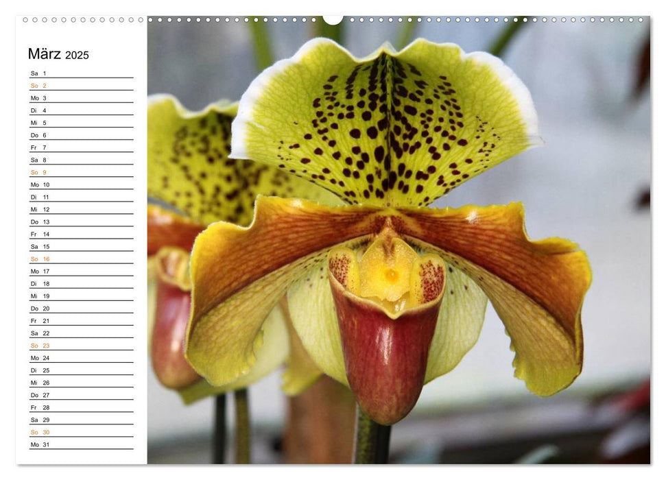 Prachtvolle Orchideen (CALVENDO Wandkalender 2025)