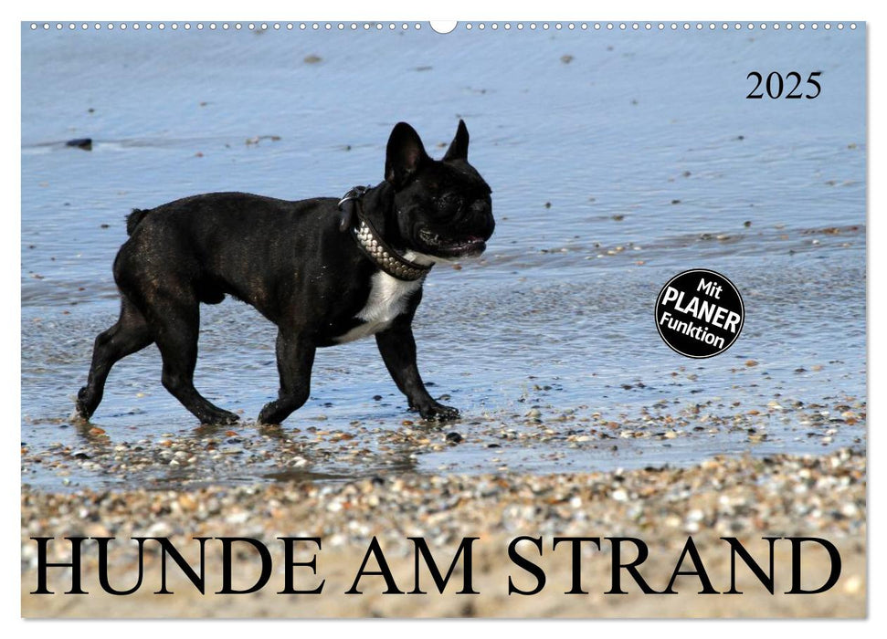 HUNDE AM STRAND (CALVENDO Wandkalender 2025)