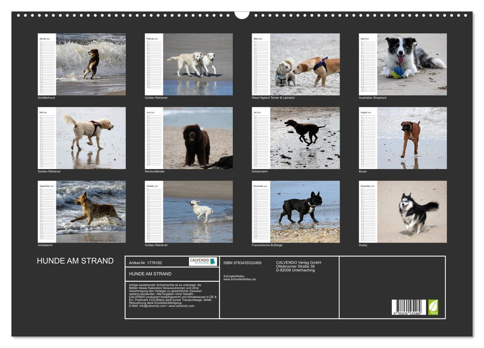 HUNDE AM STRAND (CALVENDO Wandkalender 2025)