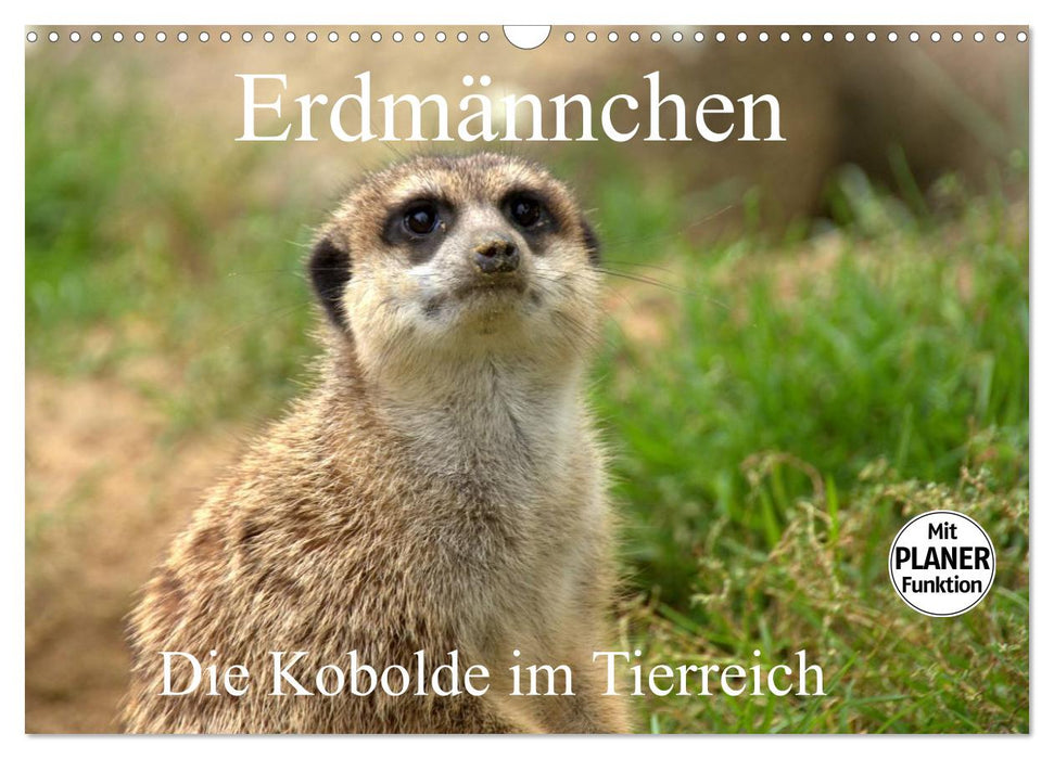 Erdmännchen - Die Kobolde im Tierreich (CALVENDO Wandkalender 2025)