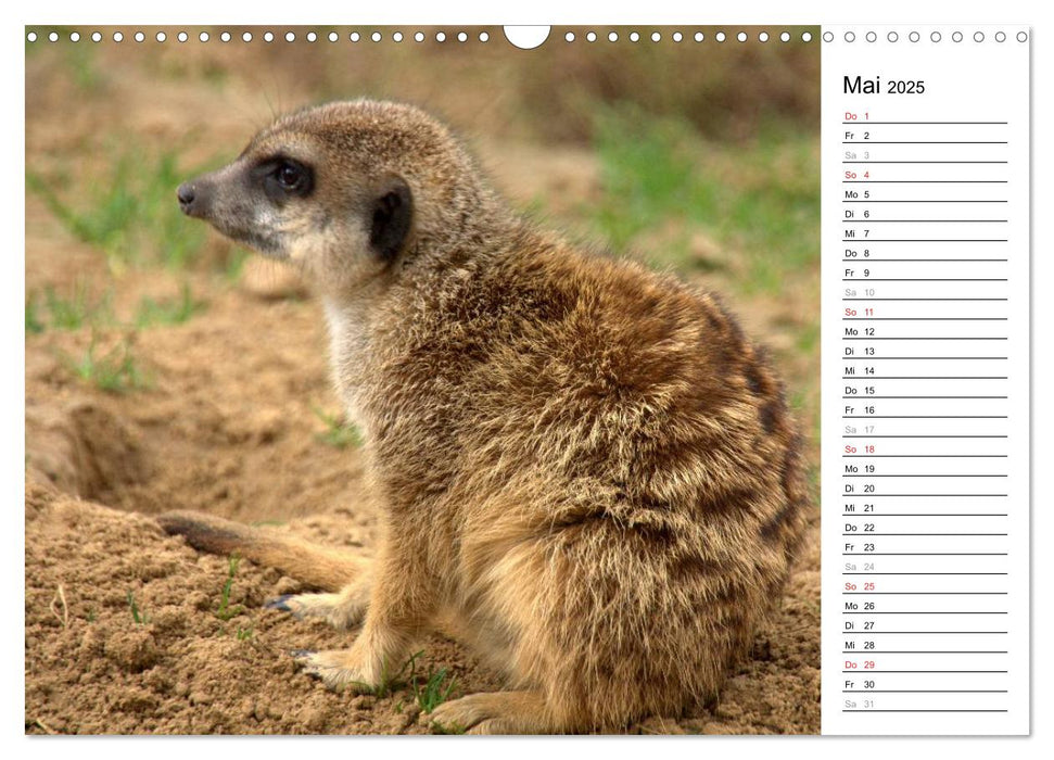 Erdmännchen - Die Kobolde im Tierreich (CALVENDO Wandkalender 2025)