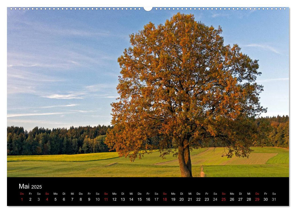 Herbst im Nationalpark Bayerischer Wald (CALVENDO Premium Wandkalender 2025)