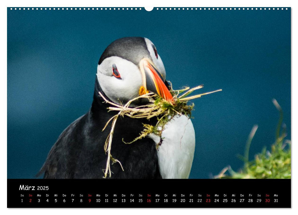 Die Papageientaucher von Mykines (CALVENDO Premium Wandkalender 2025)