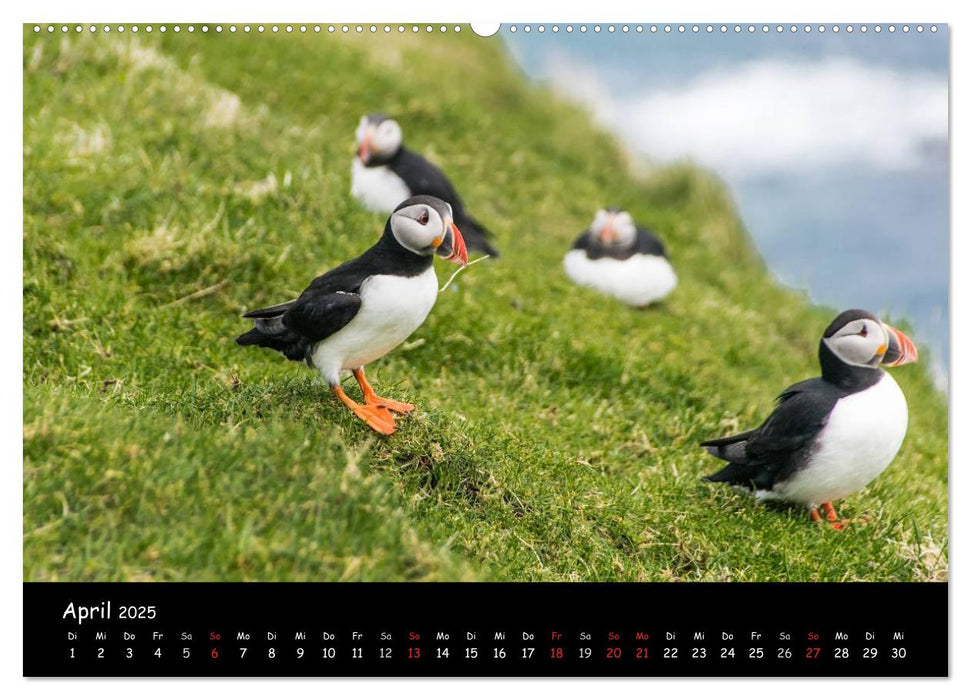 Die Papageientaucher von Mykines (CALVENDO Premium Wandkalender 2025)