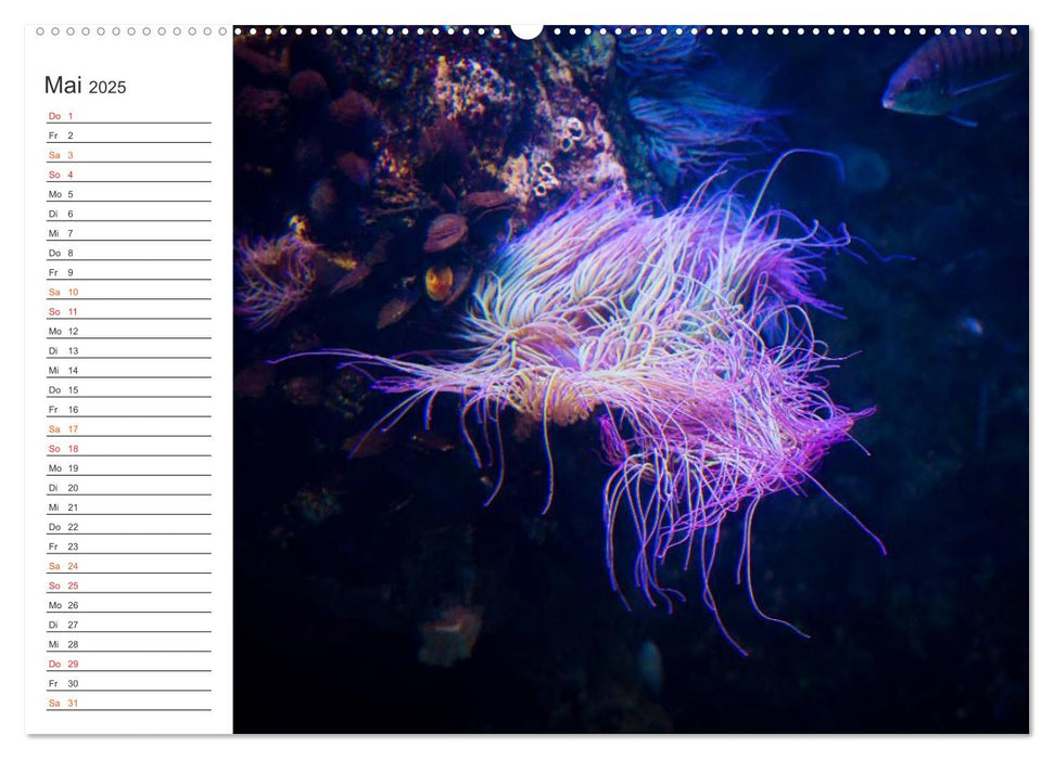 Die Farben der Ozeanwelt (CALVENDO Wandkalender 2025)