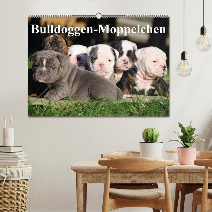 Bulldoggen-Moppelchen (CALVENDO Wandkalender 2025)