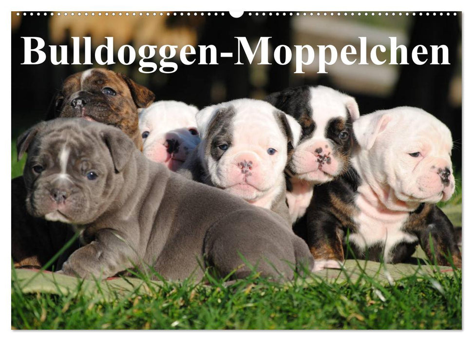 Bulldoggen-Moppelchen (CALVENDO Wandkalender 2025)