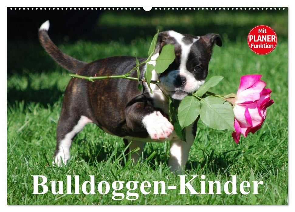 Bulldoggen-Kinder (CALVENDO Wandkalender 2025)