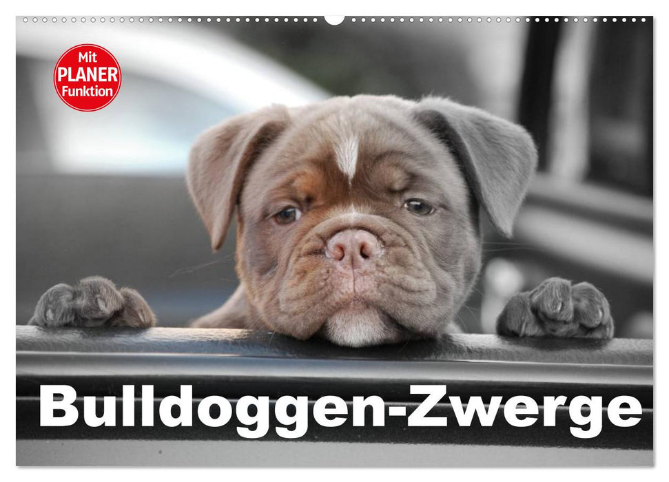 Bulldoggen-Zwerge (CALVENDO Wandkalender 2025)