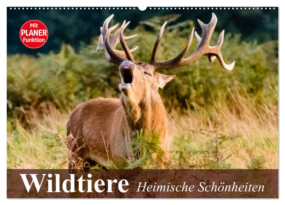 Wildtiere. Heimische Schönheiten (CALVENDO Wandkalender 2025)