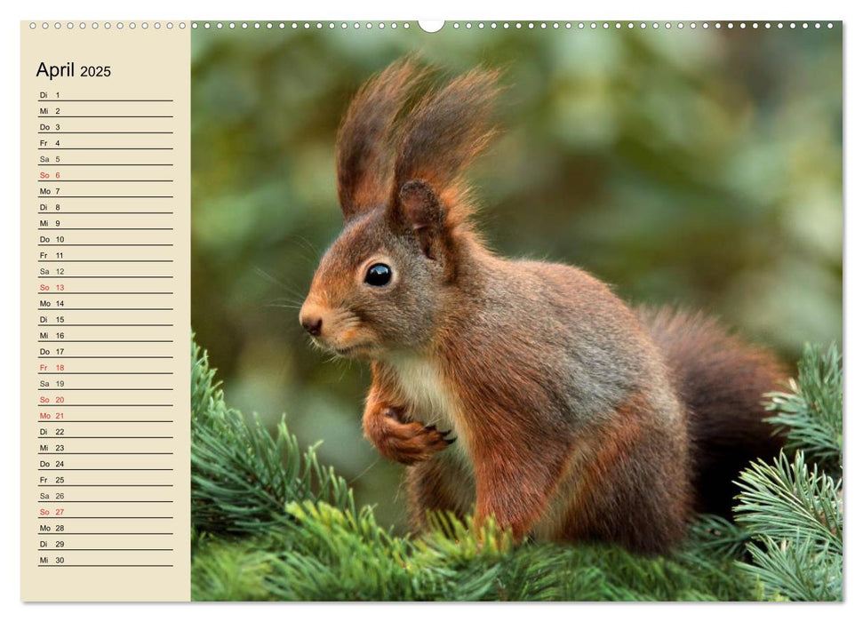 Wildtiere. Heimische Schönheiten (CALVENDO Wandkalender 2025)