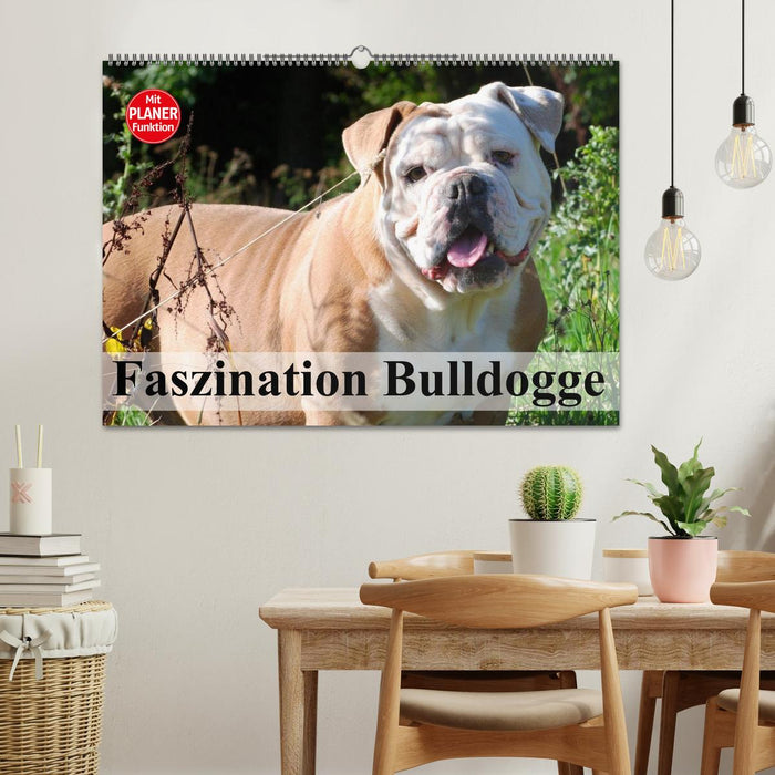 Faszination Bulldogge (CALVENDO Wandkalender 2025)