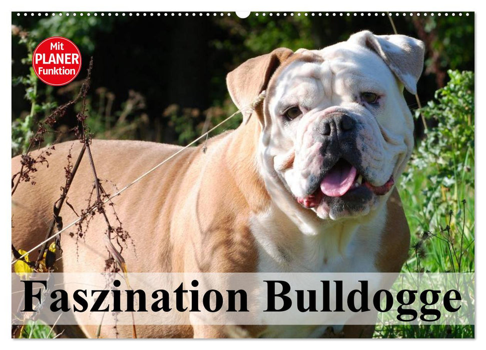 Faszination Bulldogge (CALVENDO Wandkalender 2025)