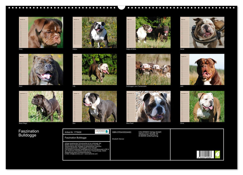 Faszination Bulldogge (CALVENDO Wandkalender 2025)