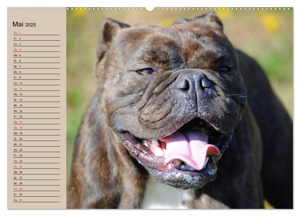 Faszination Bulldogge (CALVENDO Wandkalender 2025)