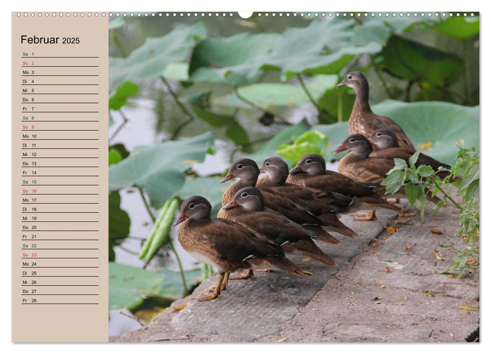 Gänse und Enten. Schnattern, watscheln, quaken! (CALVENDO Wandkalender 2025)