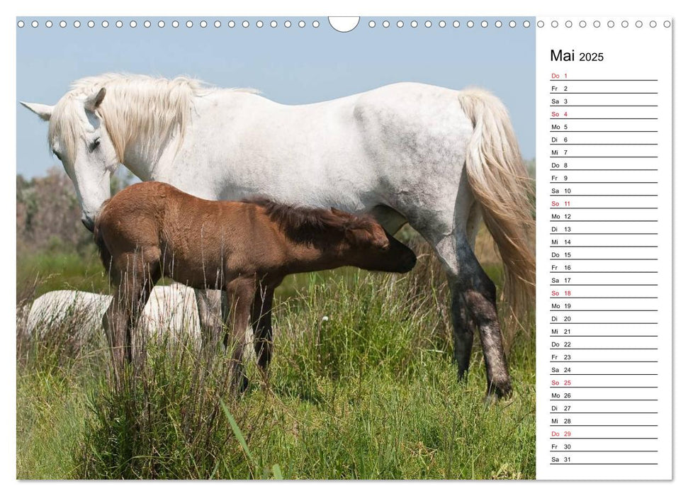 Pferde der Camargue – Schimmel im Rhônedelta (CALVENDO Wandkalender 2025)