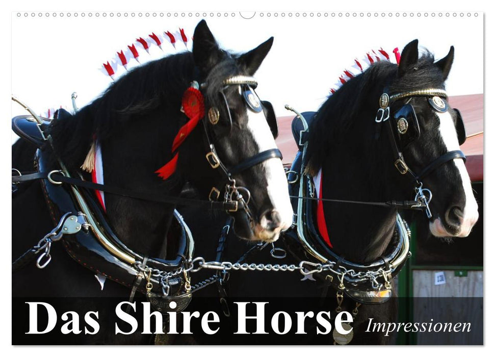 Das Shire Horse. Impressionen (CALVENDO Wandkalender 2025)