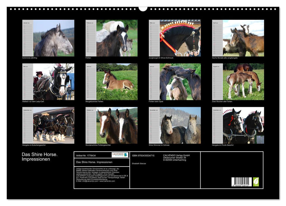 Das Shire Horse. Impressionen (CALVENDO Wandkalender 2025)