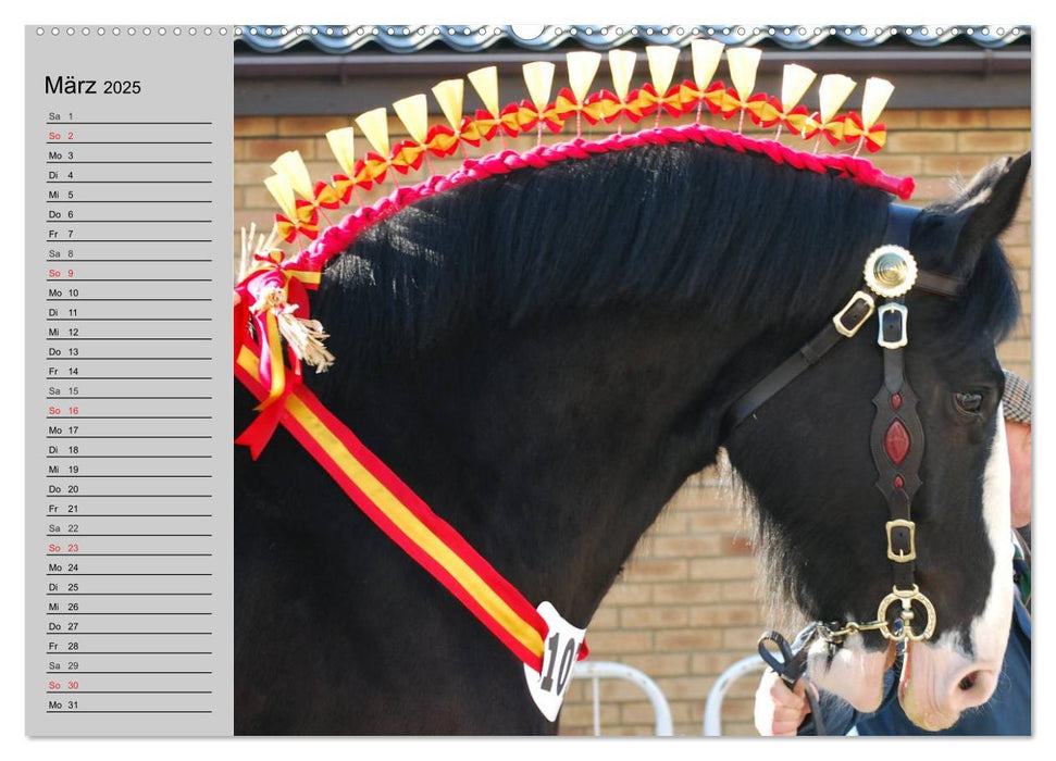 Das Shire Horse. Impressionen (CALVENDO Wandkalender 2025)