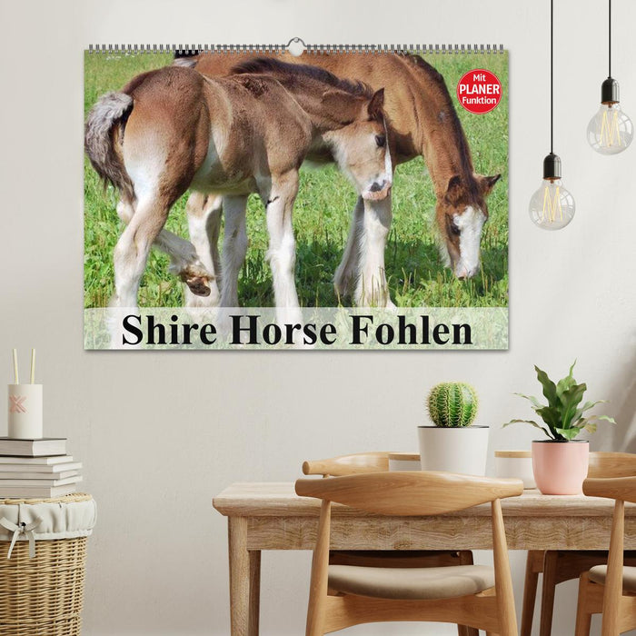 Shire Horse Fohlen (CALVENDO Wandkalender 2025)