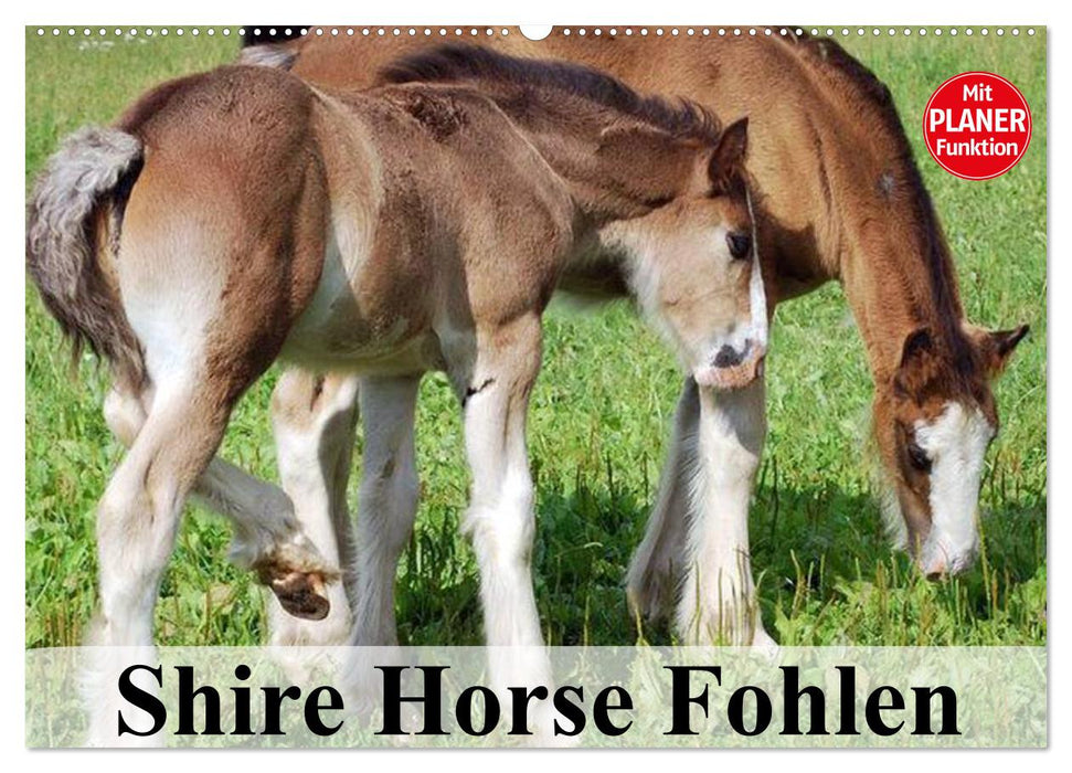 Shire Horse Fohlen (CALVENDO Wandkalender 2025)