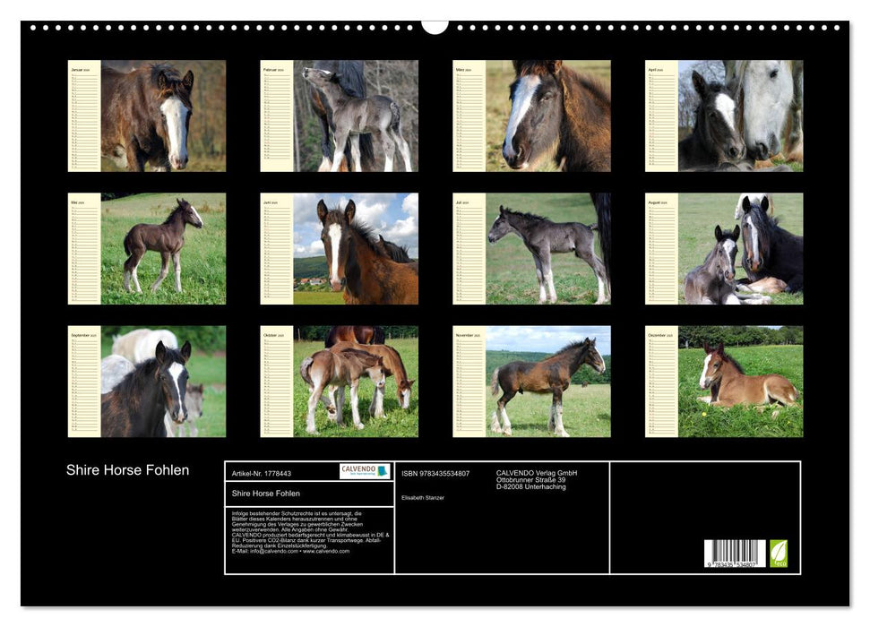 Shire Horse Fohlen (CALVENDO Wandkalender 2025)