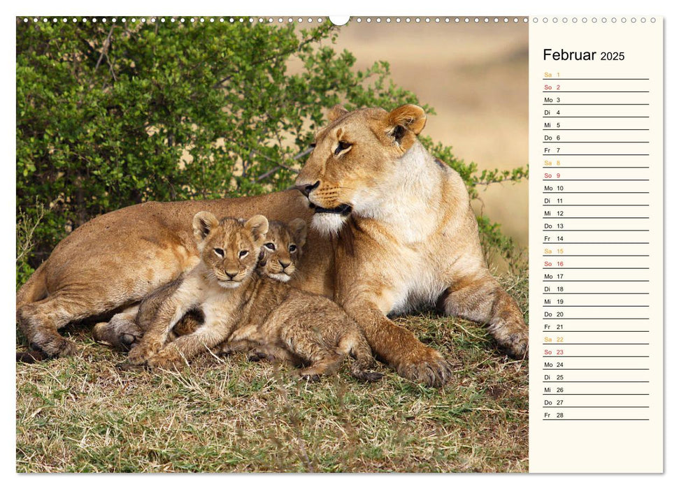 Katzen - Begegnungen in Afrika (CALVENDO Premium Wandkalender 2025)