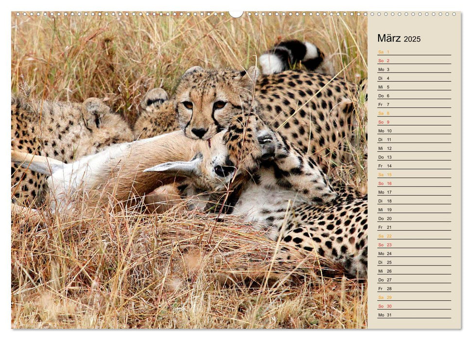 Katzen - Begegnungen in Afrika (CALVENDO Premium Wandkalender 2025)