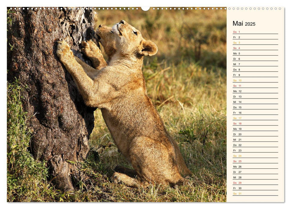 Katzen - Begegnungen in Afrika (CALVENDO Premium Wandkalender 2025)