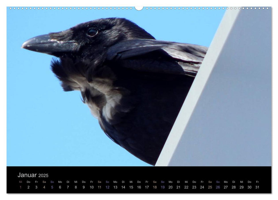 Rabenschwarze Impressionen - meike-ajo-dettlaff.de via wildvogelhlfe.org (CALVENDO Premium Wandkalender 2025)